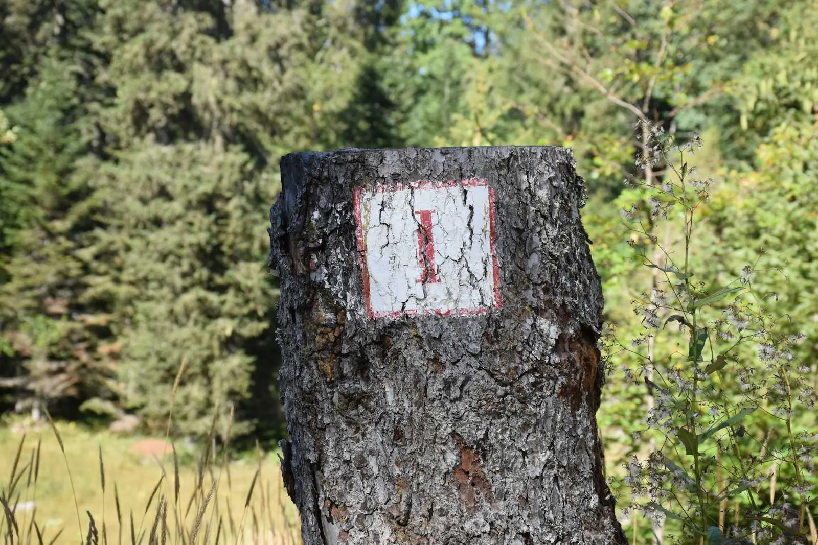 cover-image